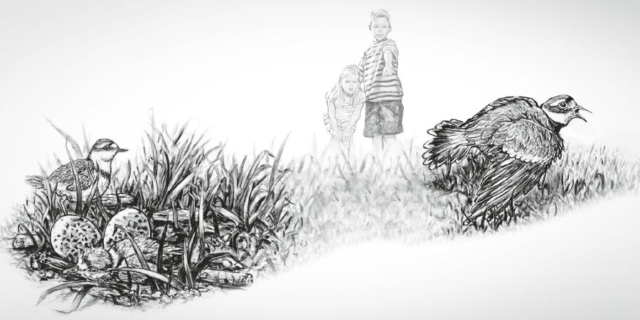 Un ave finge que está herida arrastrando una de las alas porque unos niños se acercan a sus crías