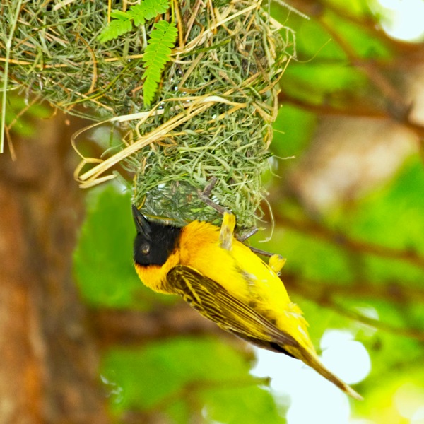 ’n Swartkeelgeelvink