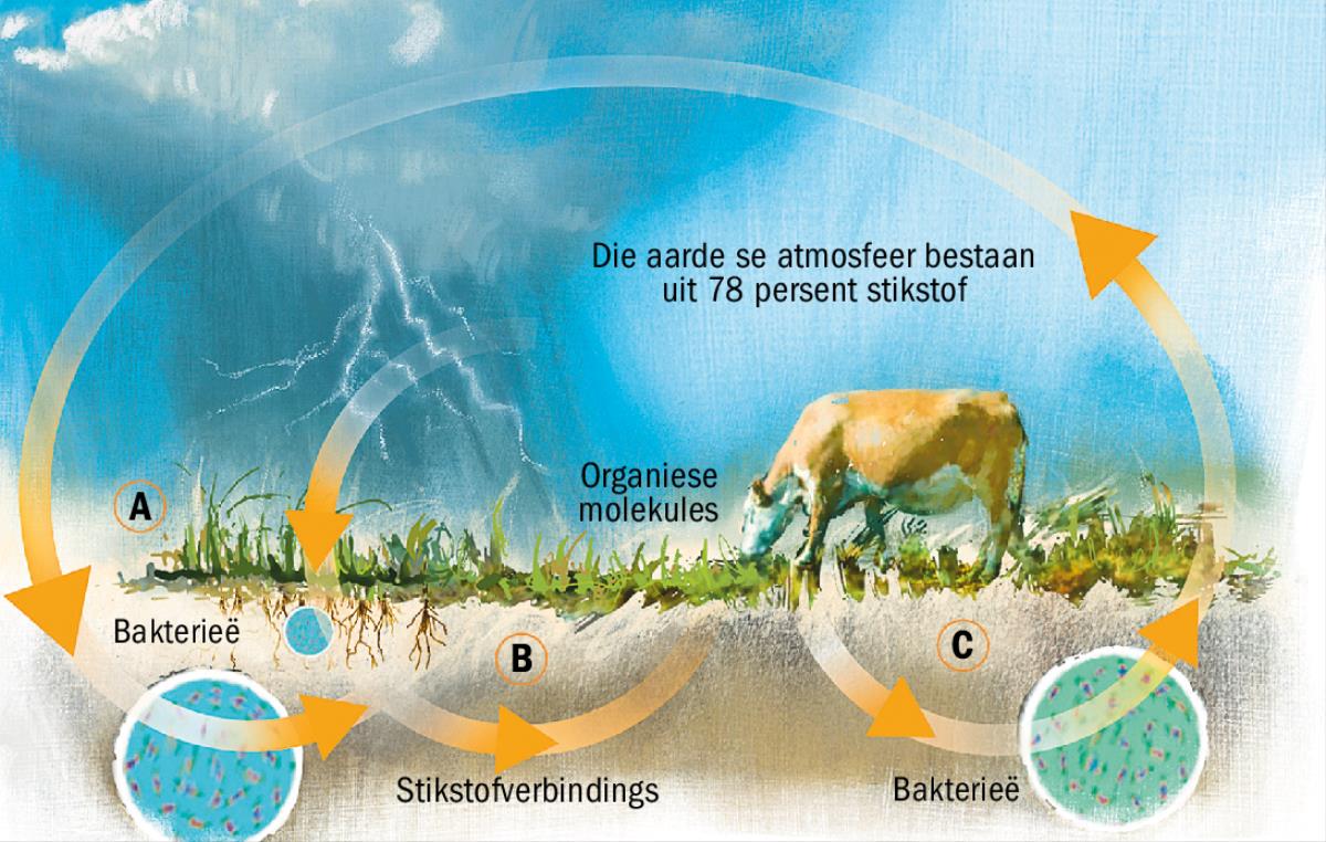 Die stikstofkringloop