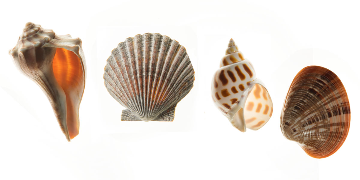 اصداف البحر