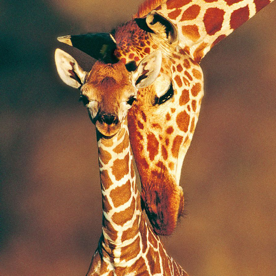 زرافة مع صغيرها