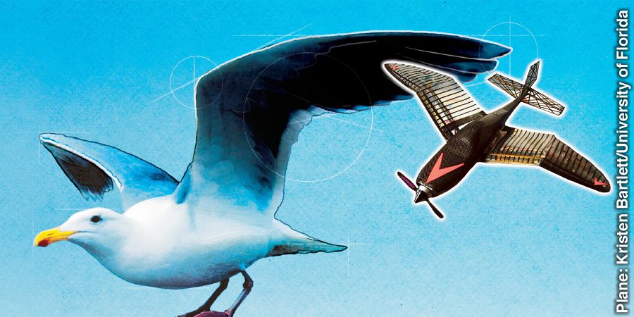 طائرة صغيرة لها جناحان مصمَّمان على شكل اجنحة النورس