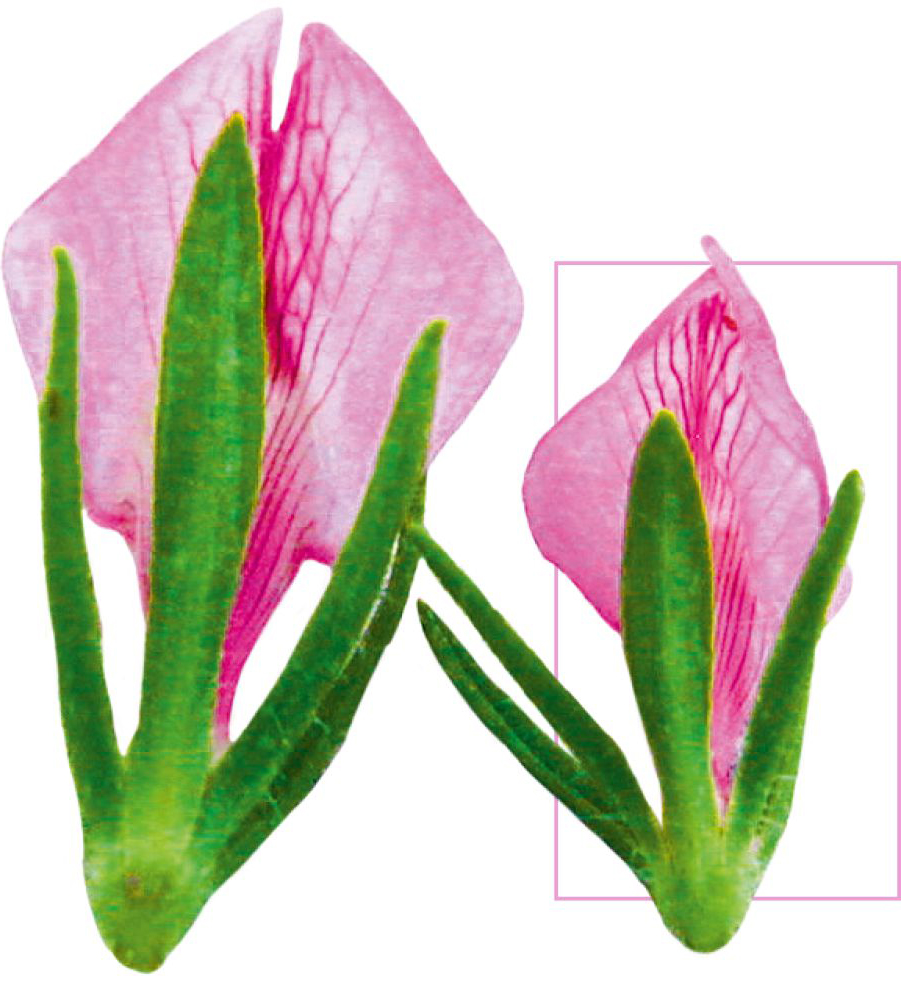 نبتة طافرة ازهارها كبيرة