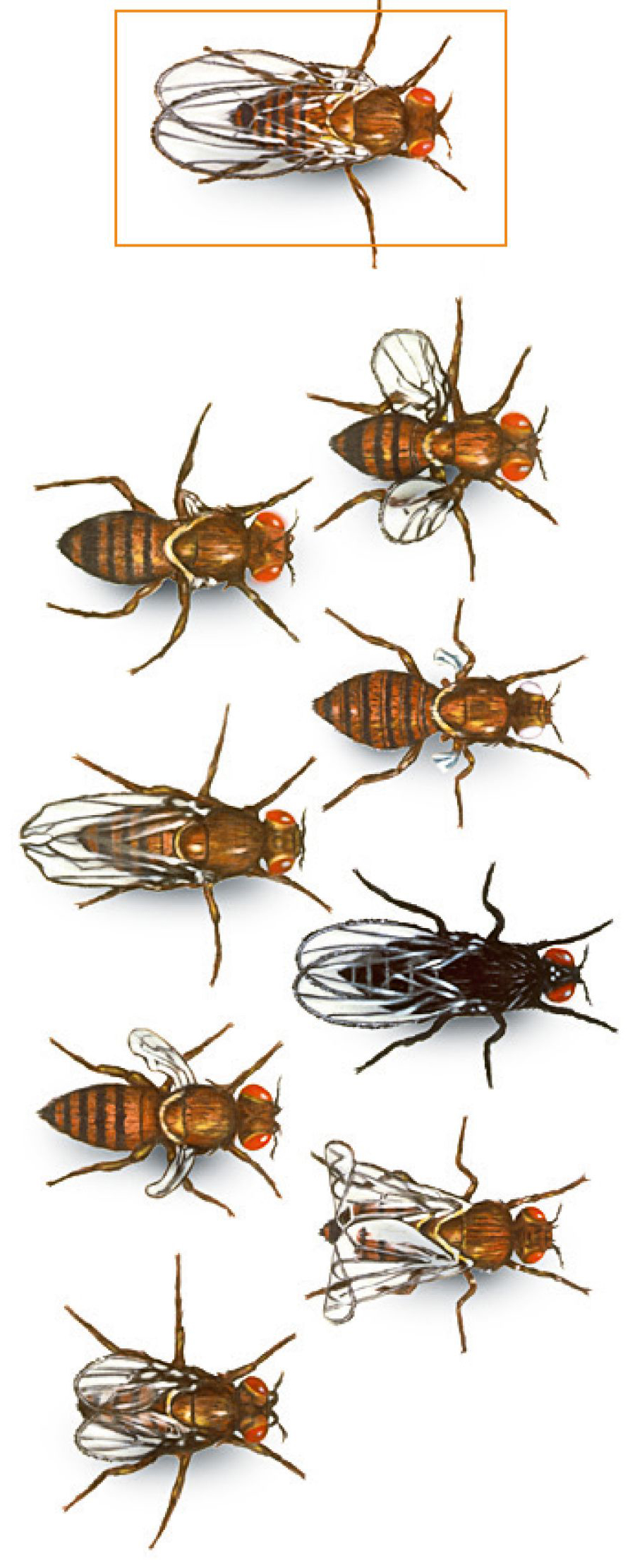 ذبابات فاكهة طافرة