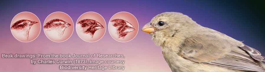 عصافير داروين