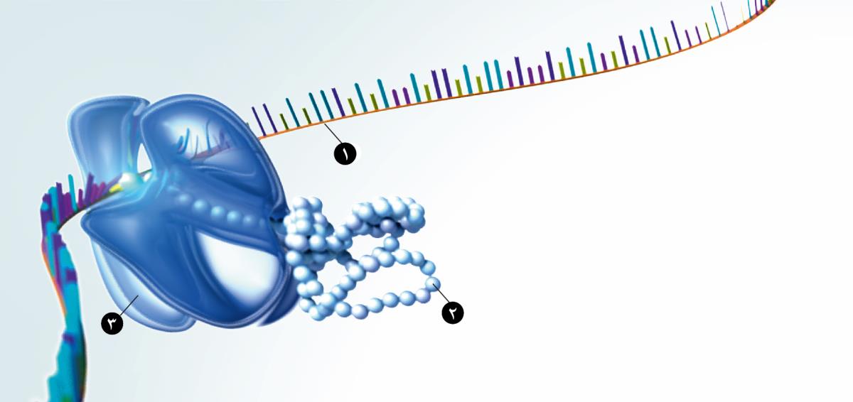 رنا،‏ بروتينات،‏ وجُسيمات ريبية