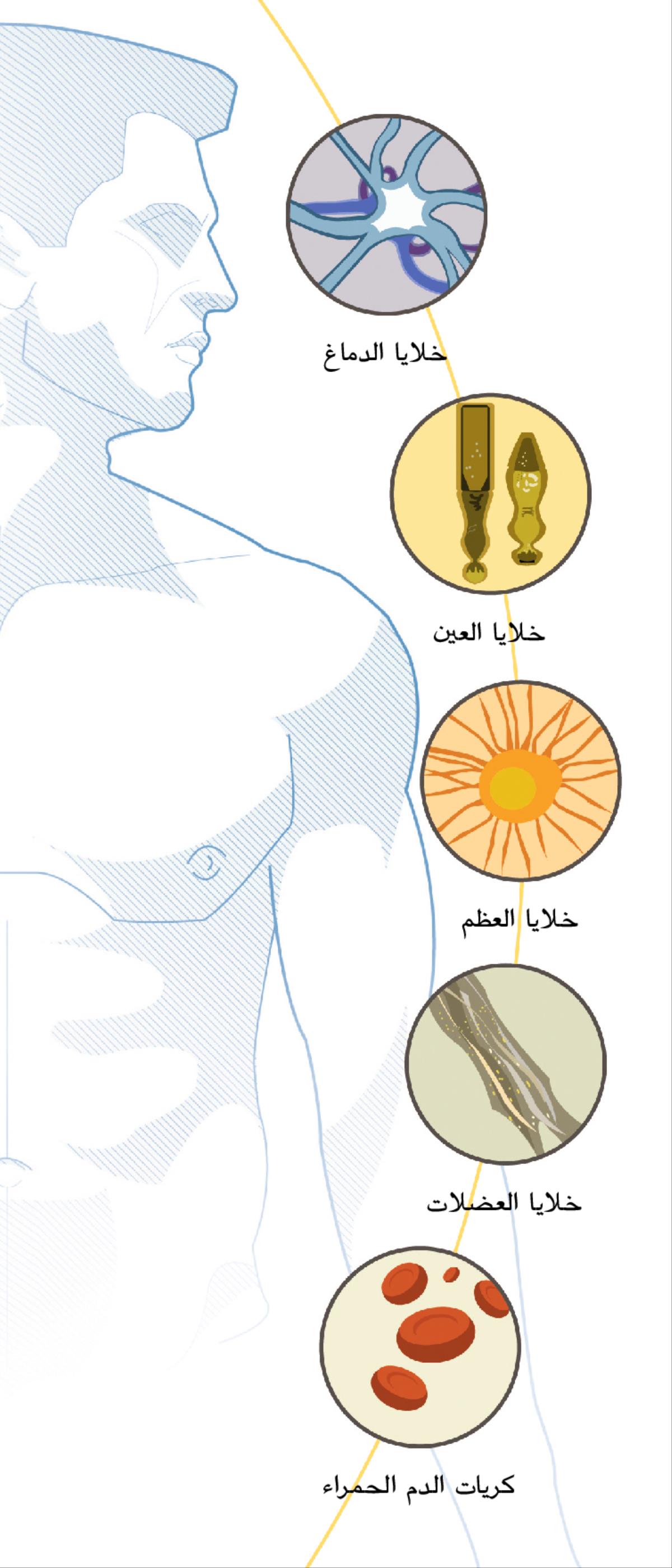 خلايا من الدماغ والعين والعظم والعضلات وكريات دم حمراء