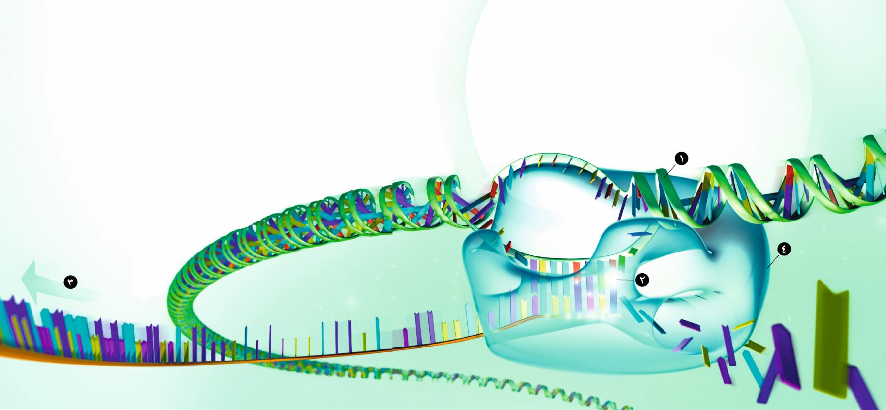 الرَّنا «يقرأ» المعلومات في الدَّنا