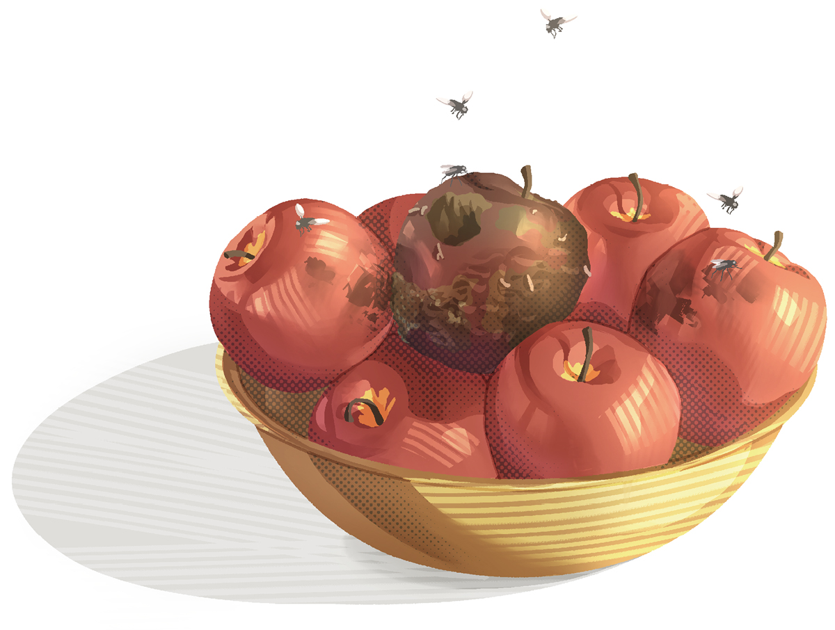 وعاء فيه تفاح.‏ تفاحة مهترية تجذب الذباب وتبدأ بإفساد تفاحات اخرى