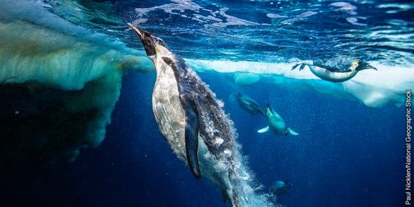 [১৬ পৃষ্ঠার চিত্র]