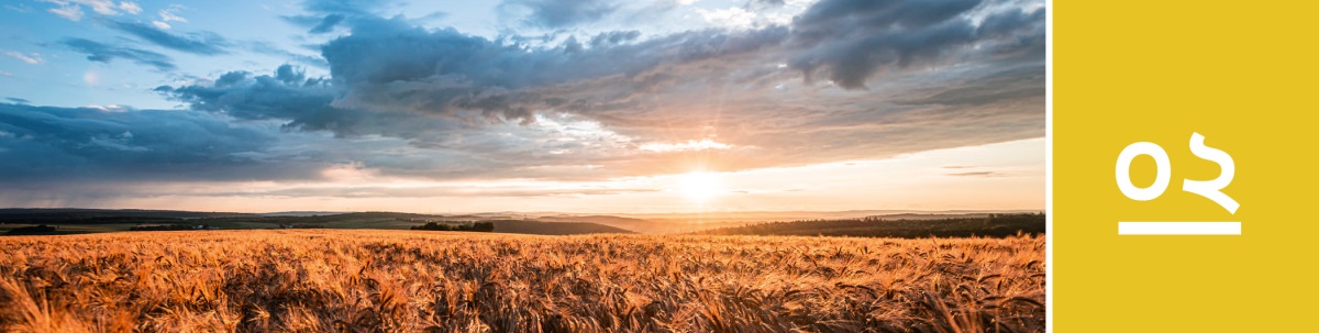 পাঠ ২। সূর্যোদয়ের সময় সূর্যের রশ্মি একটা গম খেতের উপর পড়েছে।
