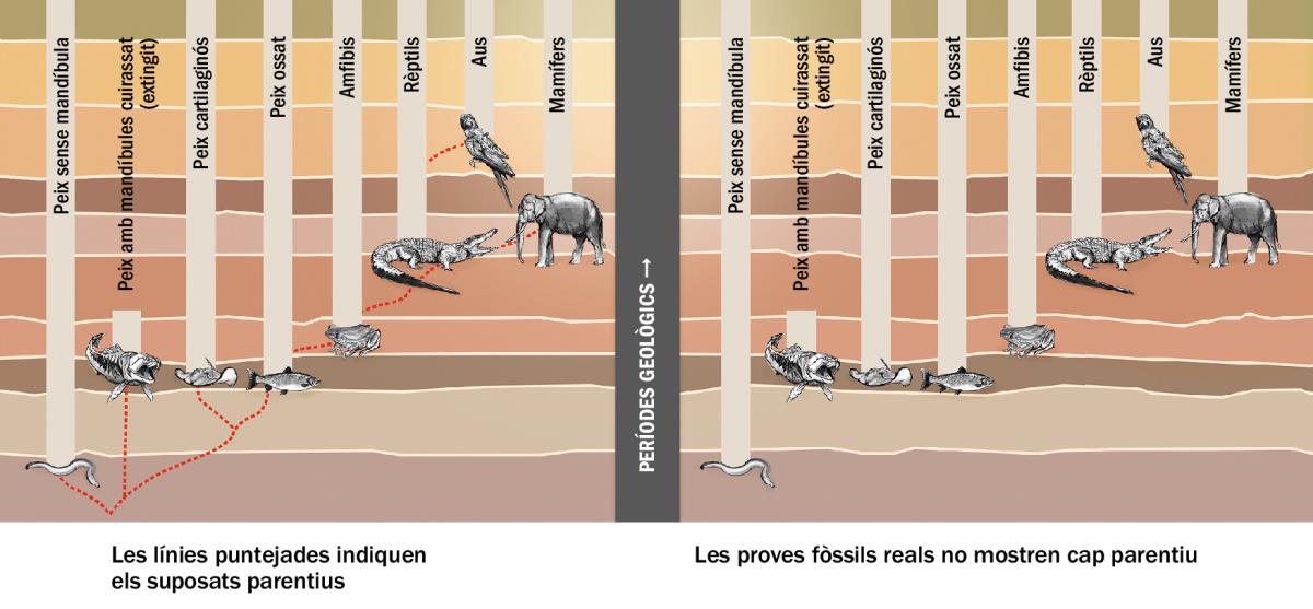Un gràfic mostrant la suposada relació entre diferents tipus d’animals
