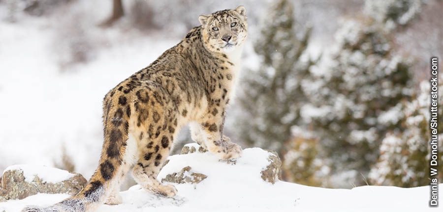 Snow leopard