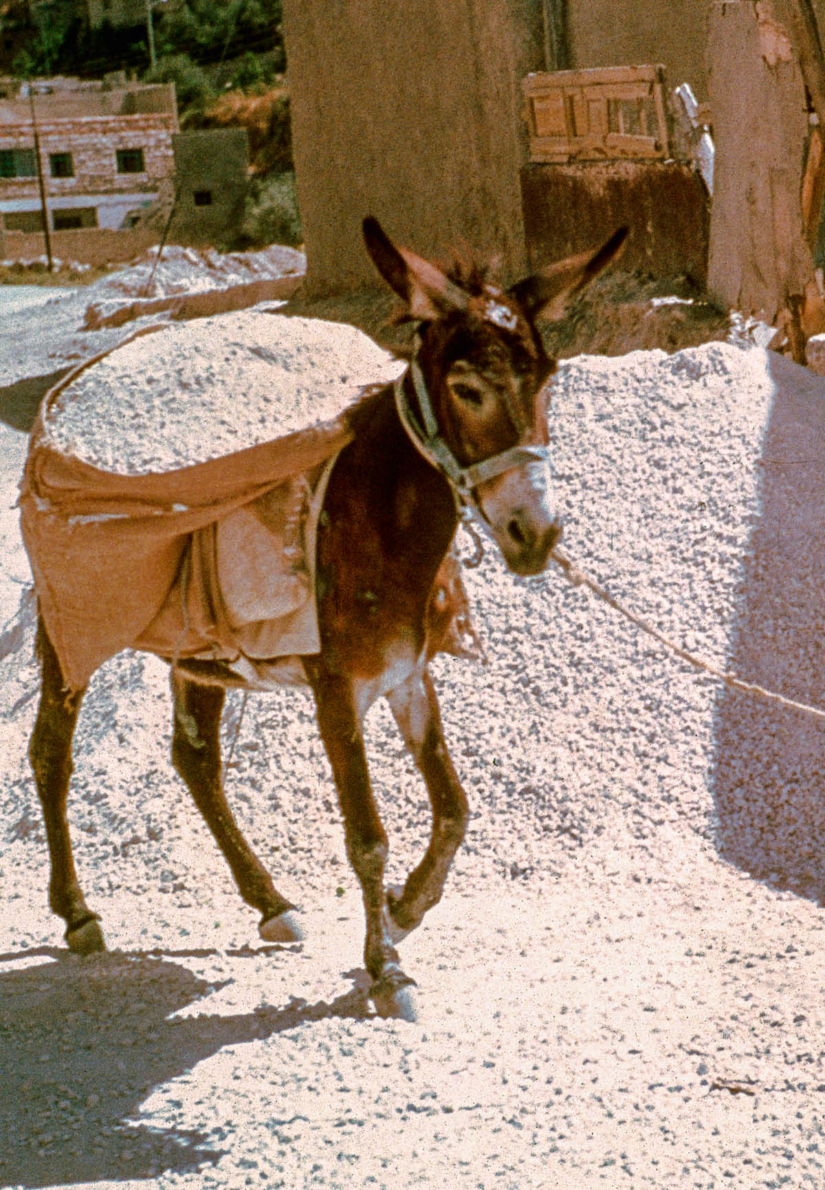 [Hulagway sa panid 954]