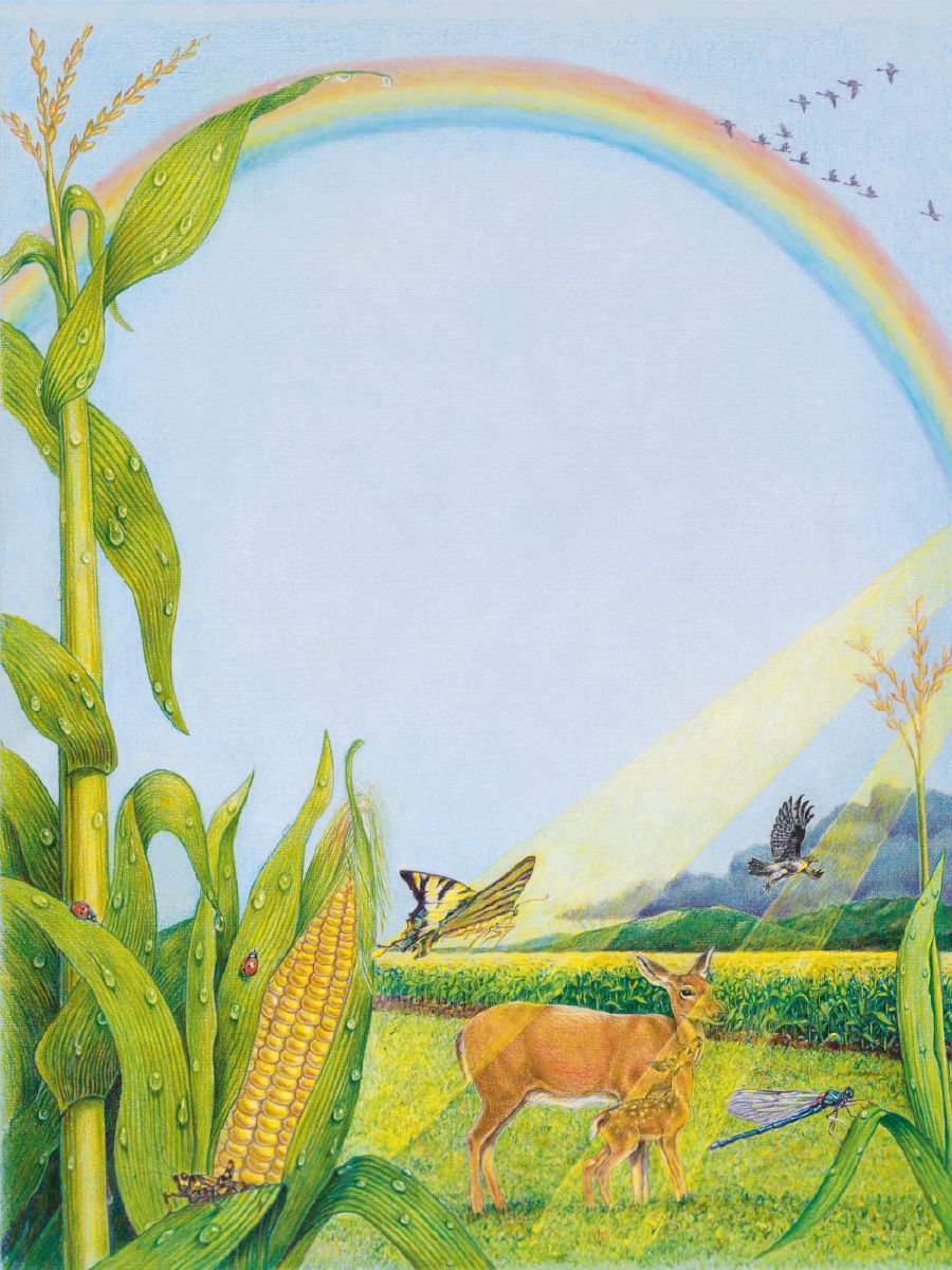 Misidlak ang adlaw diha sa kamaisan ug dunay rainbow sa langit