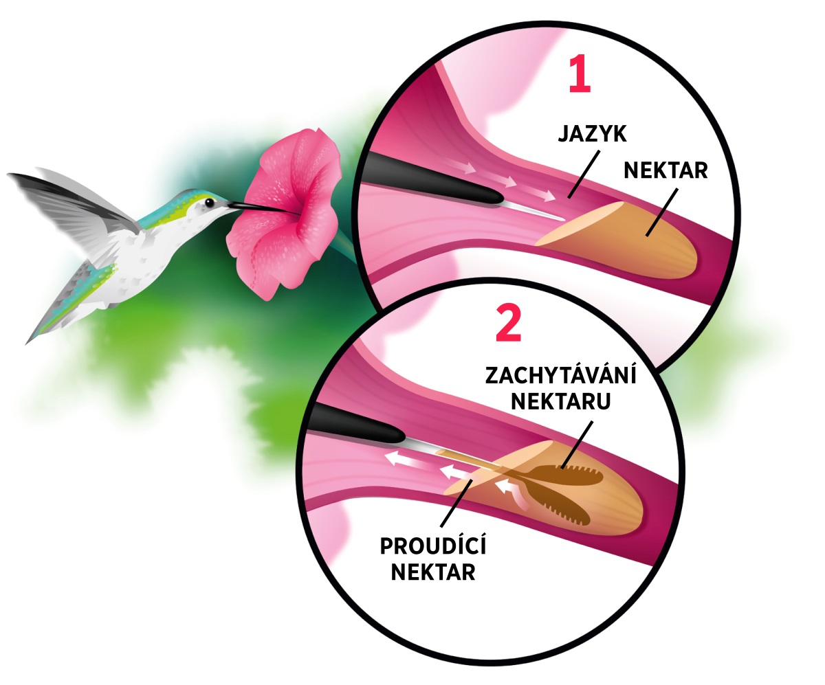 Koláž: Kolibřík pije nektar z květiny. Na vložených obrázcích je: 1. Vytažený jazýček před ponořením do nektaru. 2. Rozdvojený konec jazýčku, kterým kolibřík zachycuje nektar, a ten stoupá nahoru