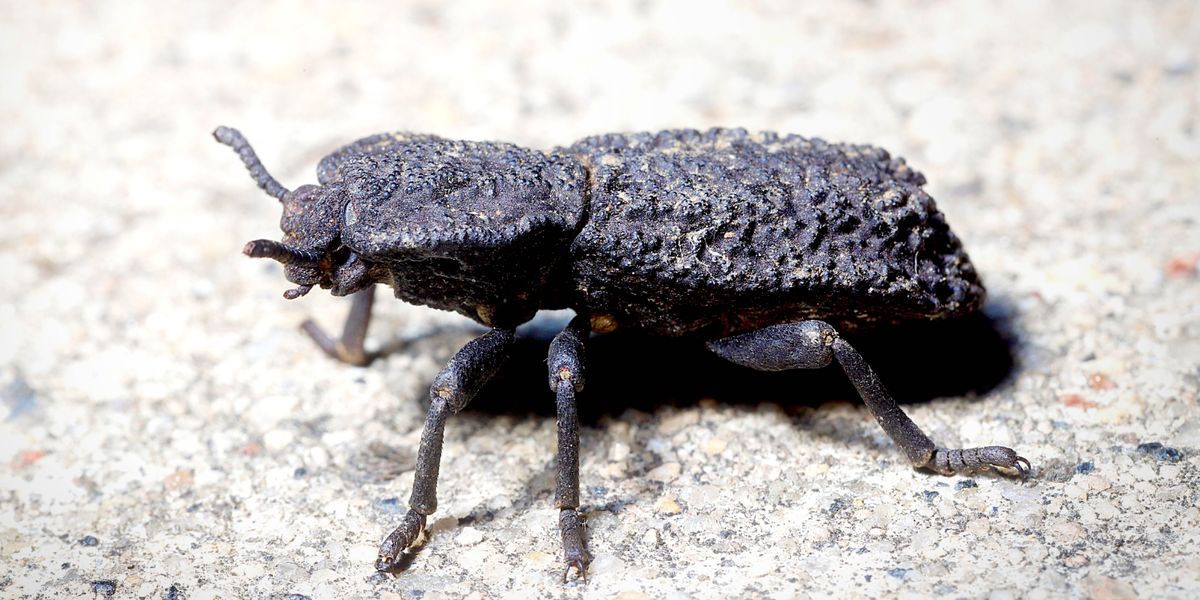 Brouk „Phloeodes diabolicus“.