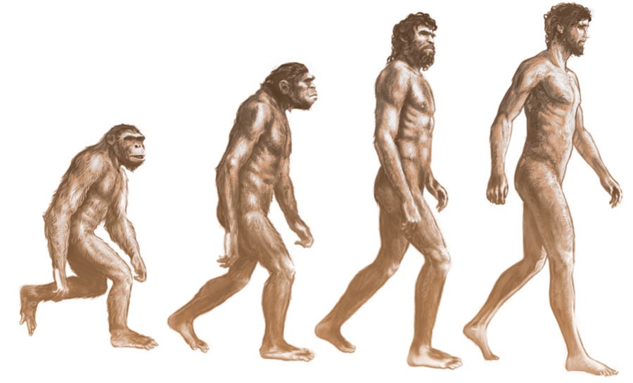 Vývoj opice v člověka podle evoluční teorie