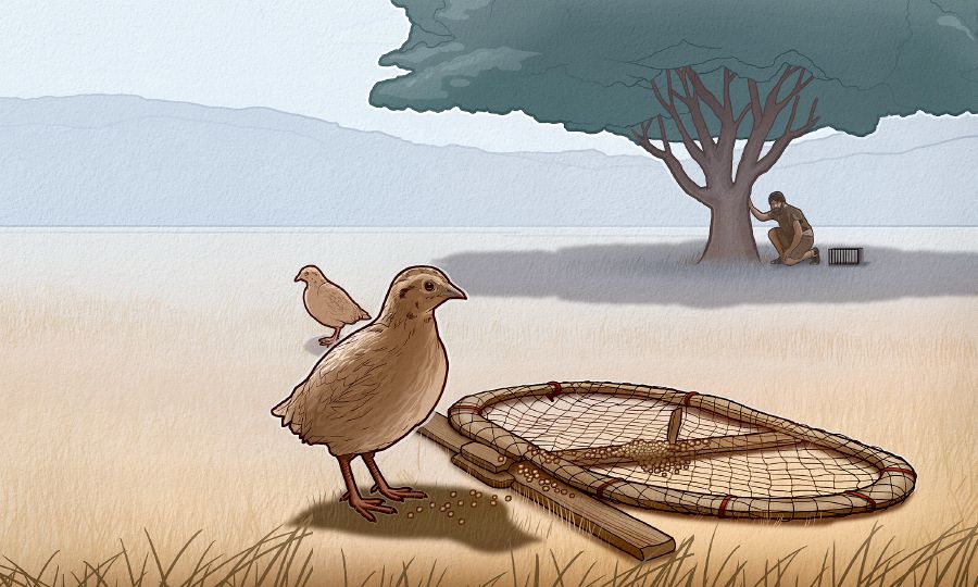 Un pájaro junto a una trampa, y un pajarero escondido cerca