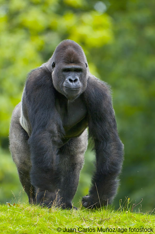 En vestlig lavlandsgorilla