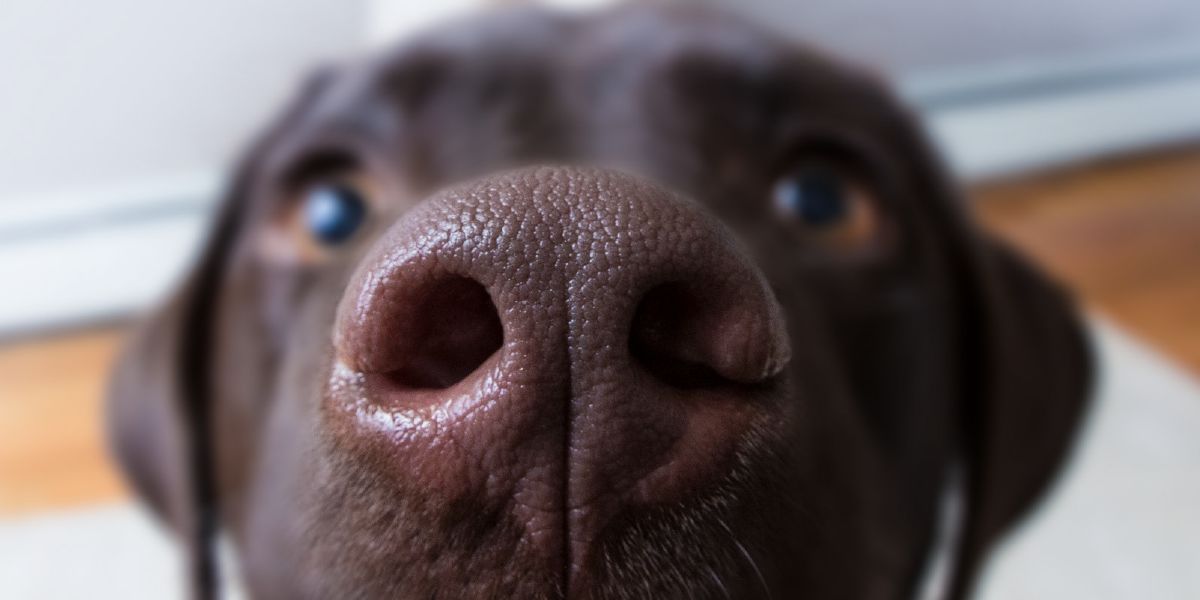 En hunds næse