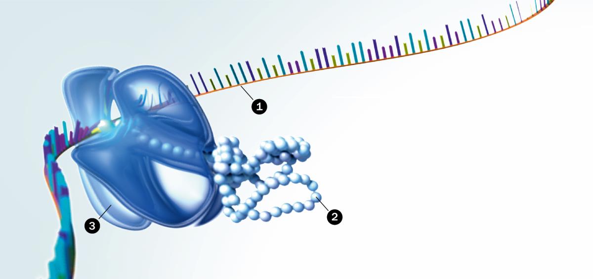 RNA, proteiner og  ribosomer