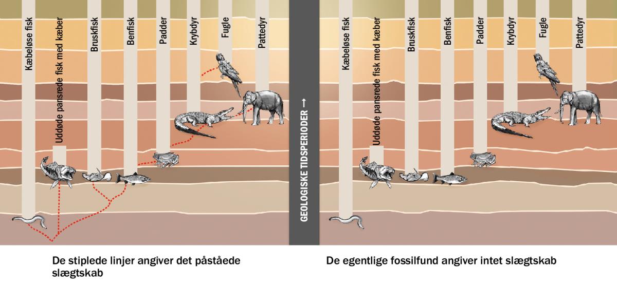 En grafisk fremstilling  der viser det påståede slægtskab mellem forskellige dyrearter