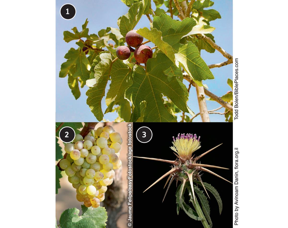 Figentræ, vinstok og tornebusk