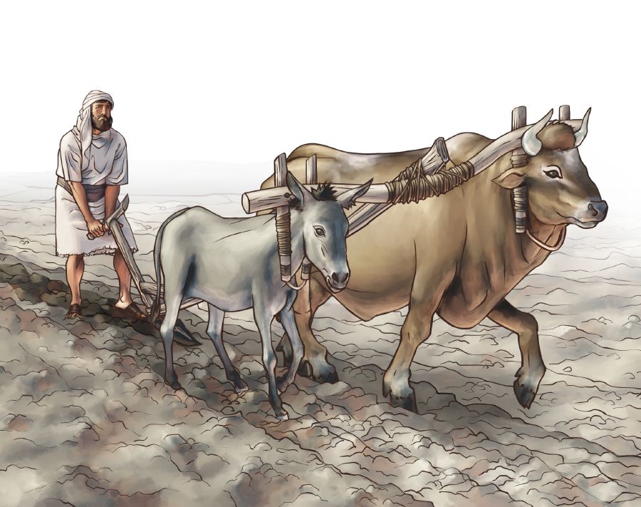 Forskellige dyr under samme åg