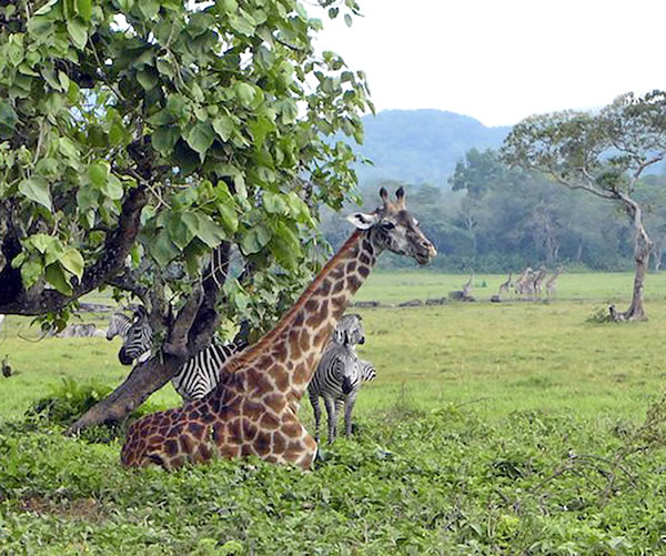 Giraffer og zebraer i Afrika