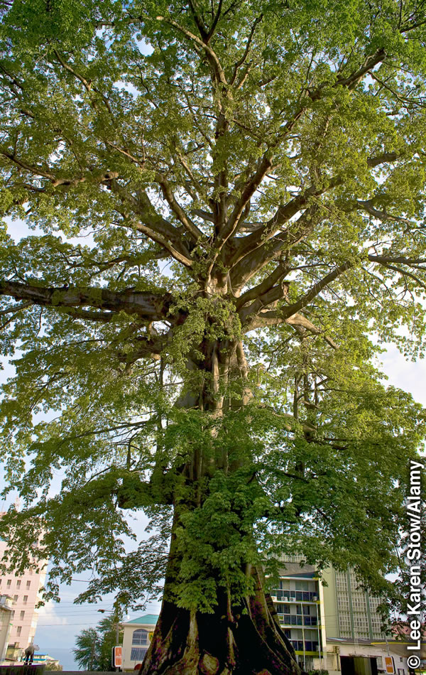 Illustration på side 81