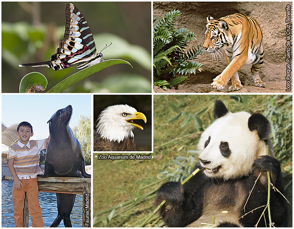 1. Exotischer Schmetterling, 2. Königstiger, 3. Großer Panda, 4. Weißkopfseeadler, 5. Kalifornischer Seelöwe