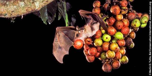 Ein Flughund fliegt mit einer Frucht in der Schnauze vom Baum weg