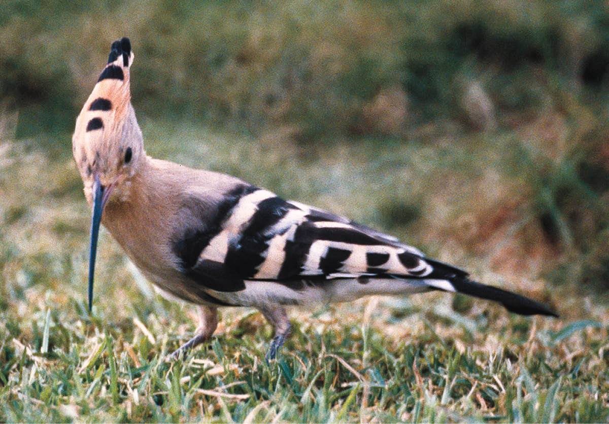 [Bild auf Seite 1307]