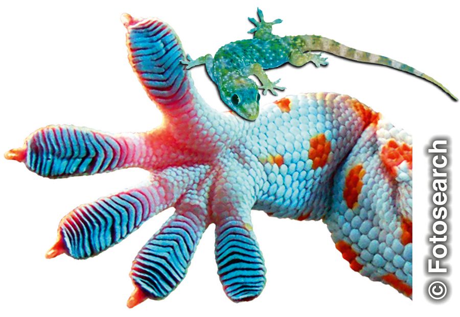 Ein Geckofuß