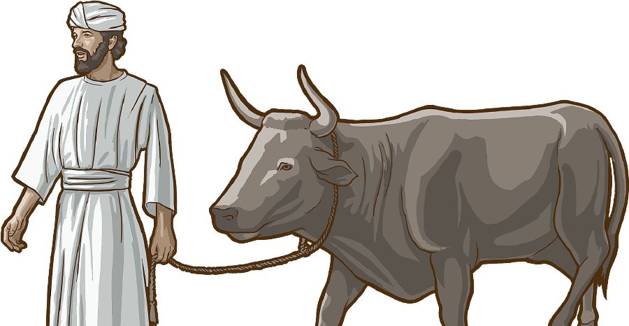 Ein Israelit führt einen Stier