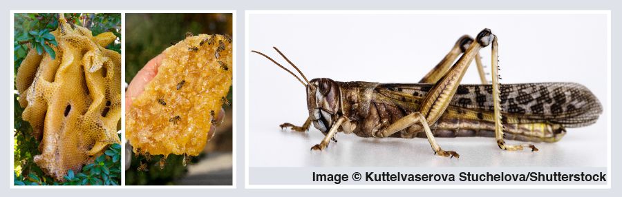 Wilder Honig und Heuschrecken