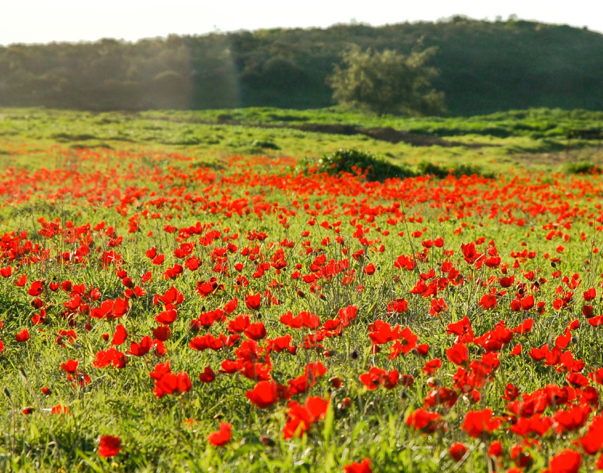 Lilien auf den Feldern
