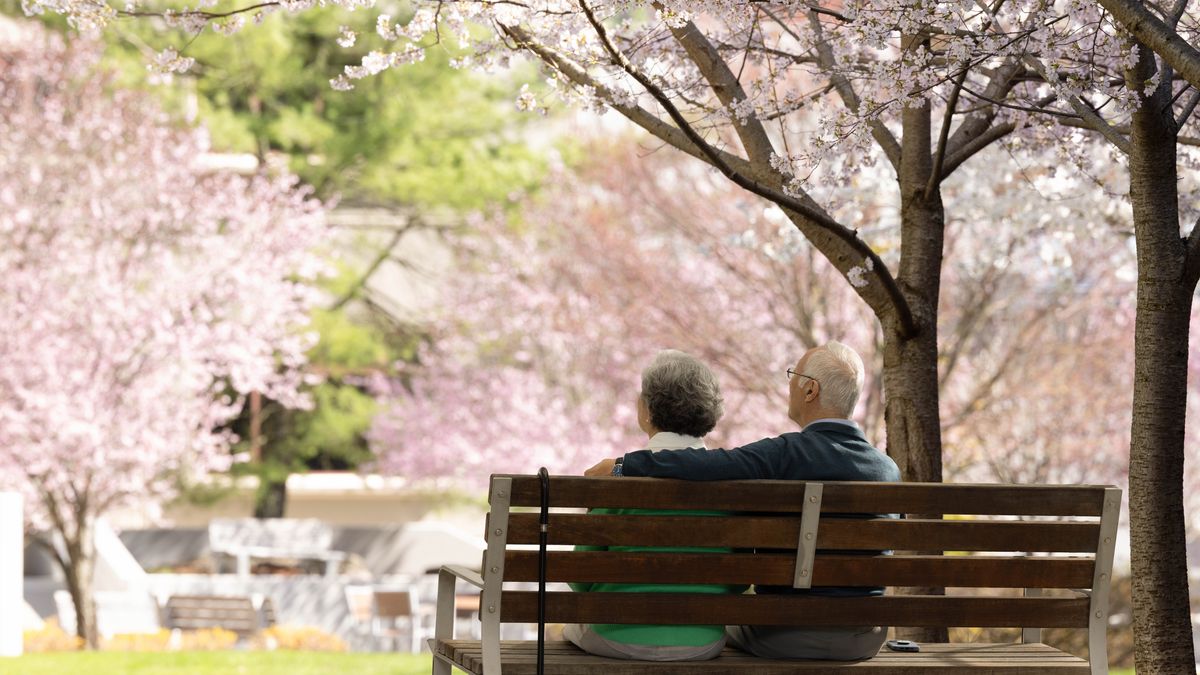 Ein älteres Ehepaar sitzt auf einer Parkbank unter japanischen Zierkirschen, die in voller Blüte stehen.