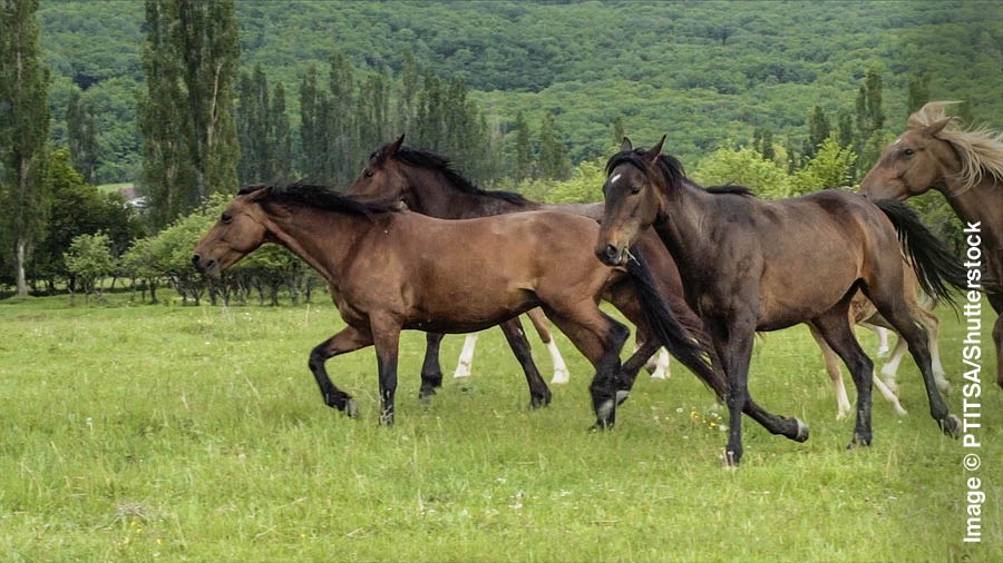 Caballos corriendo por el campo