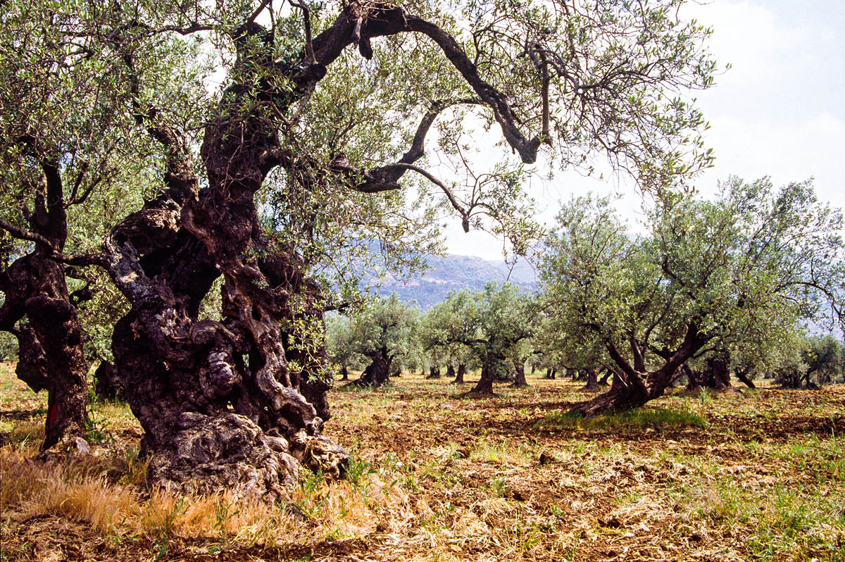 [Εικόνα στη σελίδα 543]