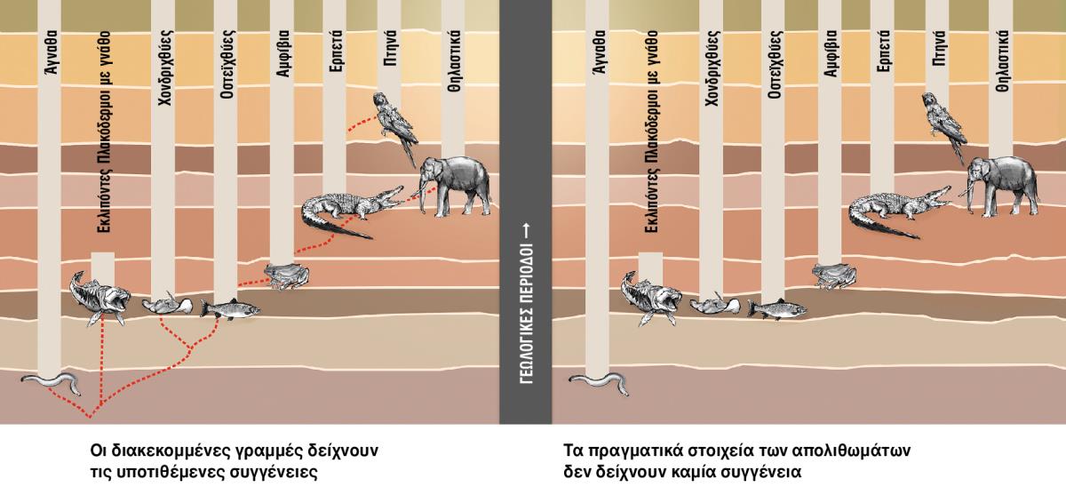 Γράφημα δείχνει τις υποτιθέμενες συγγένειες ανάμεσα σε διαφορετικά είδη ζώων