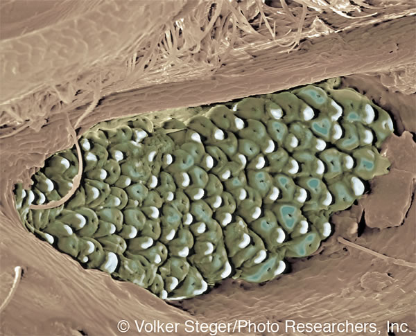 The black fire beetle’s infrared receptors