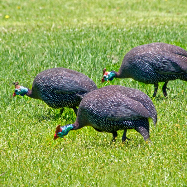 Helmeted guinea fowl