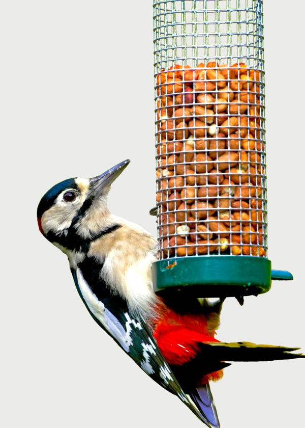 A great spotted woodpecker