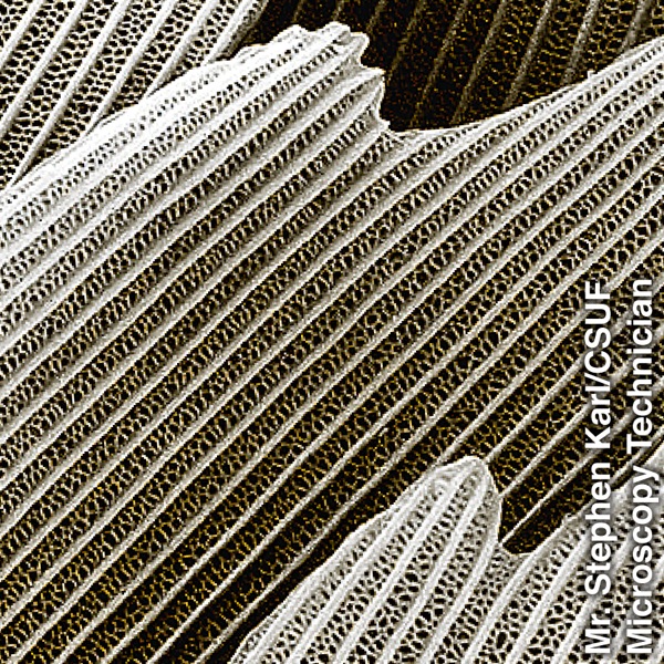 A butterfly’s wing honeycomblike scales