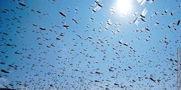 A locust swarm migrating