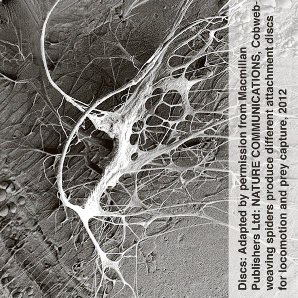 A spider’s gumfoot disc