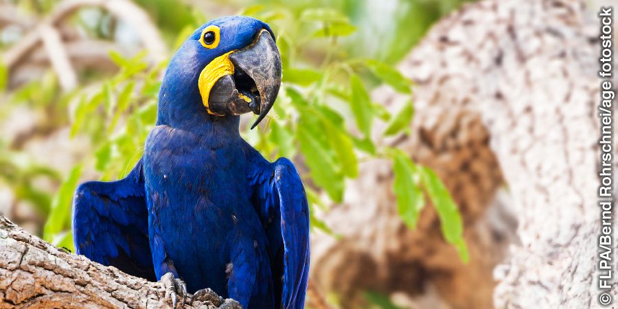 A hyacinth macaw