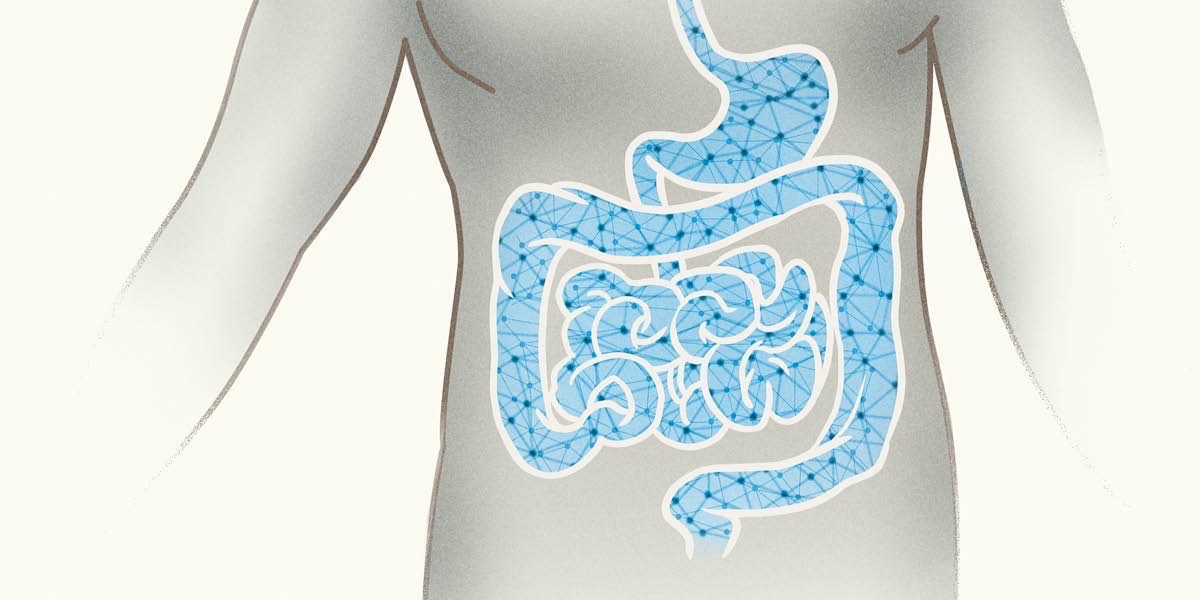 The enteric nervous system in the digestive tract